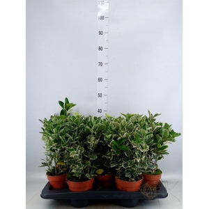 Euonymus fortunei 'Silver Queen'