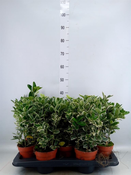 Euonymus fortunei 'Silver Queen'