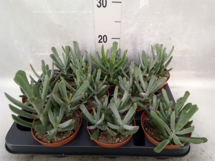 <h4>Cotyledon  'Octopus'</h4>