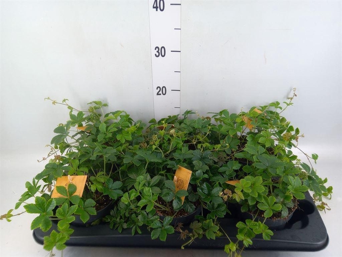 <h4>Parthenocissus inserta</h4>