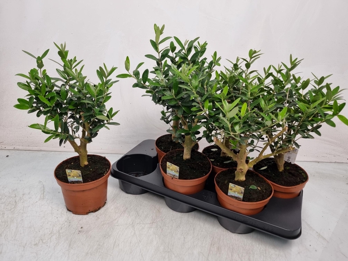 <h4>OLEA EUROPAEA</h4>