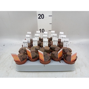Lithops sp.