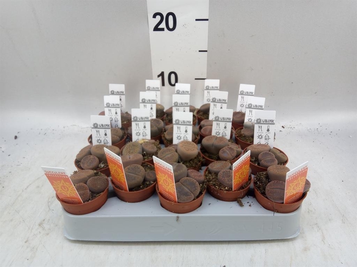 <h4>Lithops sp.</h4>