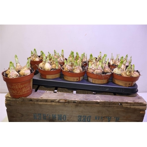 arr8 Narc O Tete A Tete