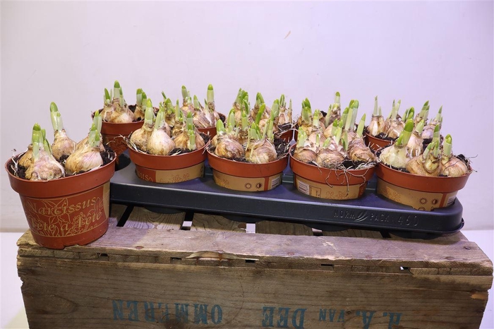 <h4>arr8 Narc O Tete A Tete</h4>