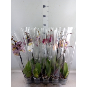 Phalaenopsis   ...mix  5