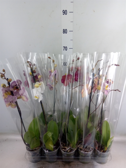 <h4>Phalaenopsis   ...mix  5</h4>