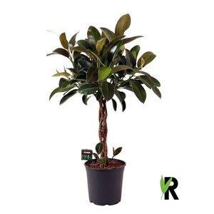 Ficus elast. Melany gevlochten stam