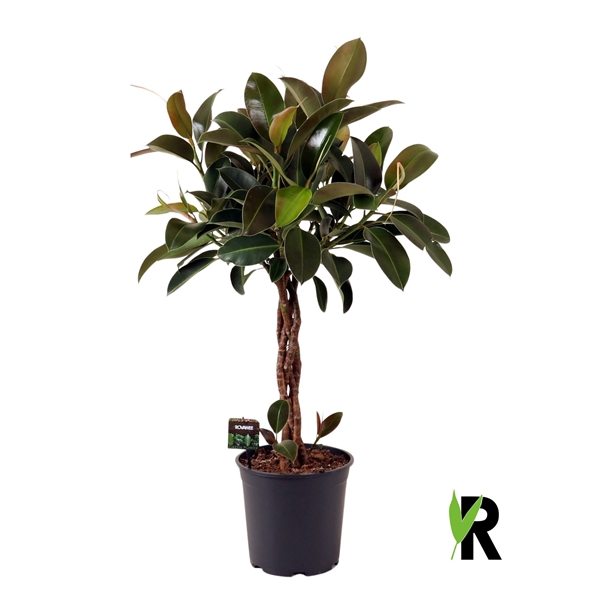 <h4>Ficus elast. Melany gevlochten stam</h4>