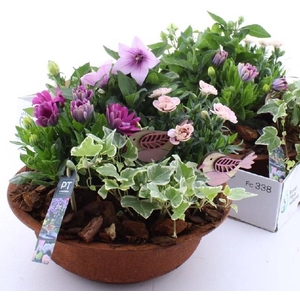 ARR TUINPLANTEN