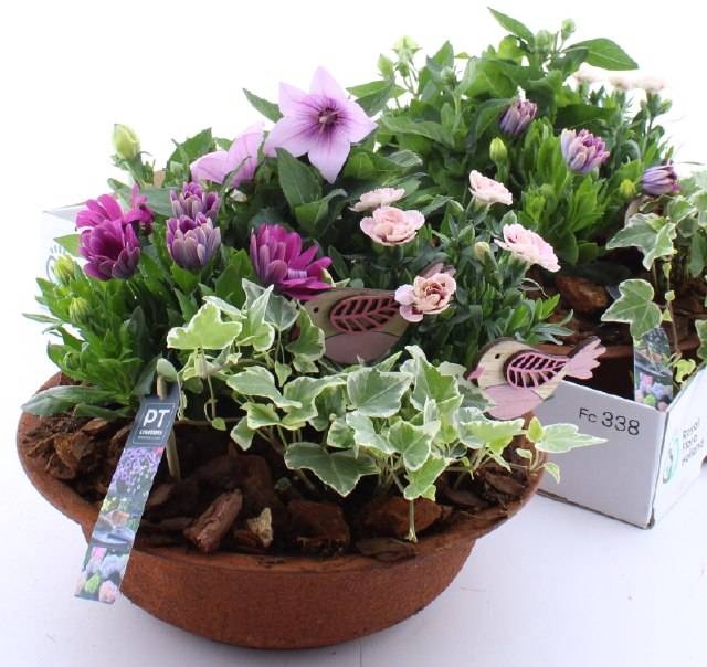 <h4>ARR TUINPLANTEN</h4>