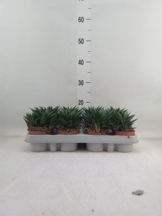 <h4>Haworthia limifolia</h4>