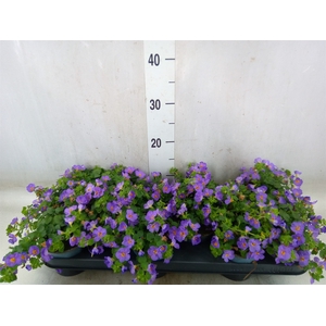 Sutera  'Blue Showers'