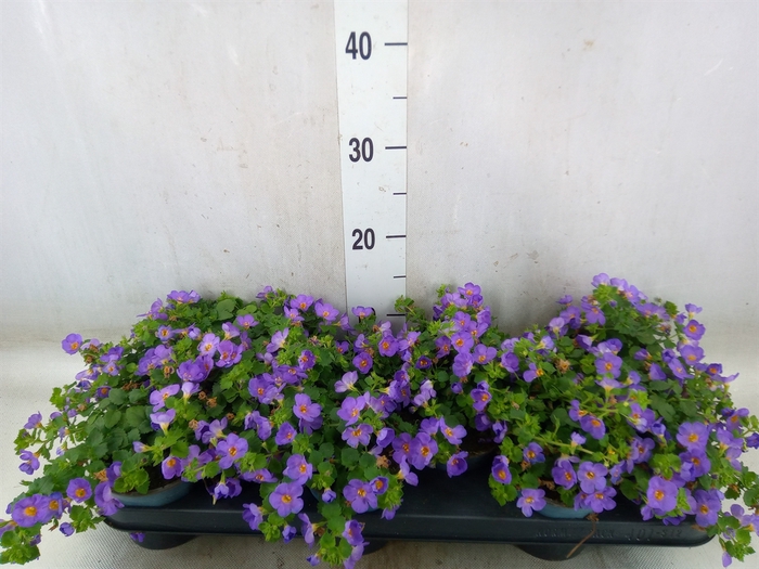 <h4>Sutera  'Blue Showers'</h4>