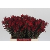 Leucadendron Blush Spray