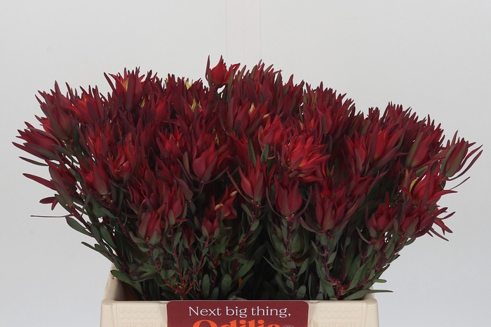 Leucadendron Blush Spray