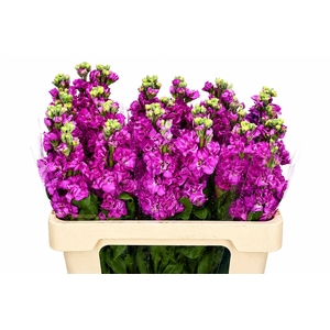 Matthiola Iron Hot Pink
