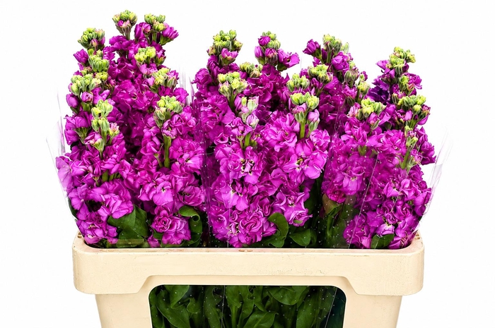 Matthiola Iron Hot Pink