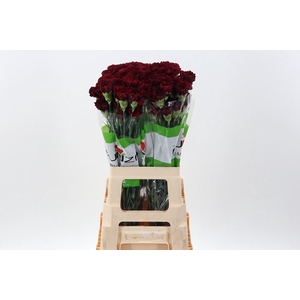 Dianthus ST 'Zurigo'