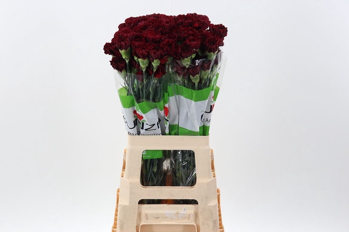 <h4>Dianthus ST 'Zurigo'</h4>