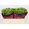 Hypericum Lucky Romance