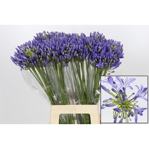 AGAP EYFORI BLUE
