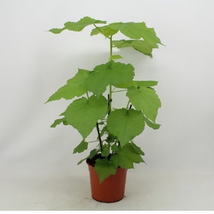 Sparrmannia africana