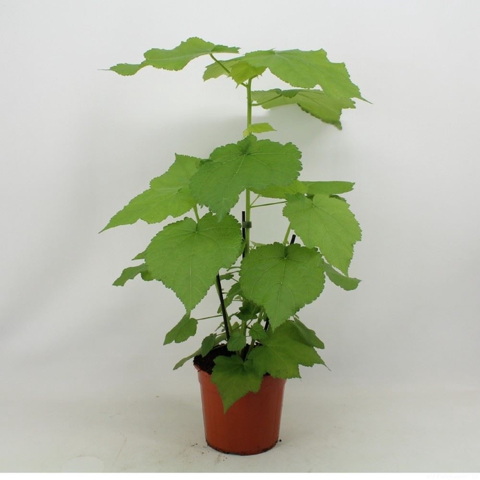 <h4>Sparrmannia africana</h4>