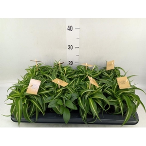 Chlorophytum com. 'Bonnie'