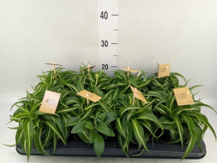 <h4>Chlorophytum com. 'Bonnie'</h4>