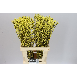 Salix Snow Flake Yellow