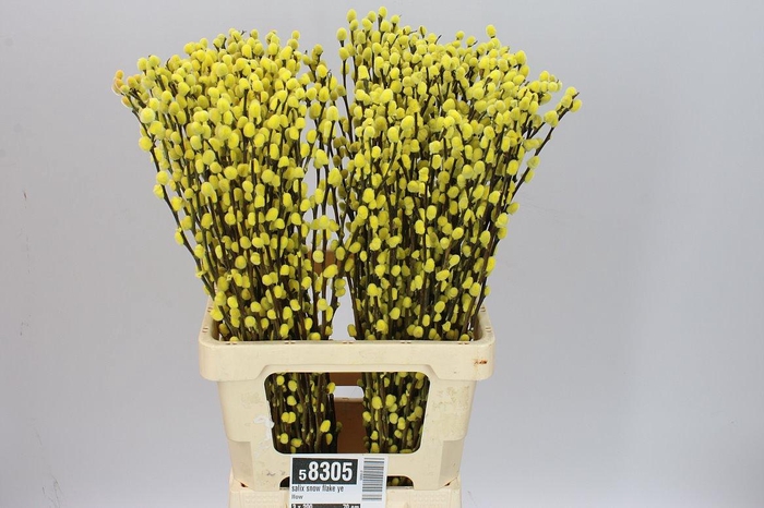 <h4>Salix Snow Flake Yellow</h4>