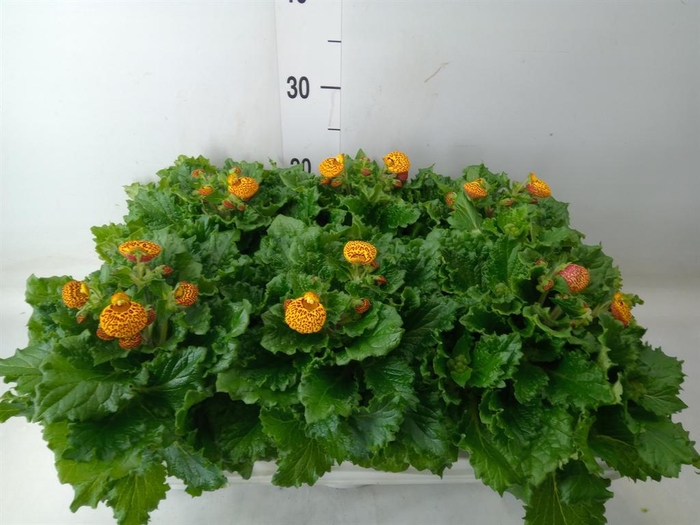 <h4>Calceolaria 'Calynopsis Yellow Re'</h4>