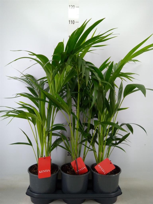 <h4>Howea forsteriana</h4>