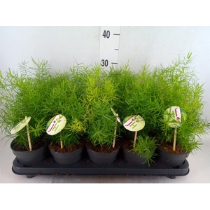 Asparagus dens. 'Sprengeri'