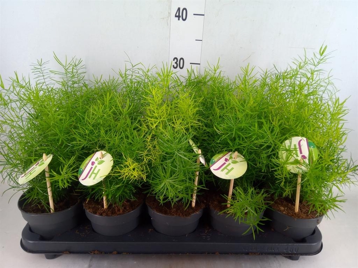 <h4>Asparagus dens. 'Sprengeri'</h4>