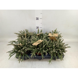 Rhipsalis baccifera subsp. horrida