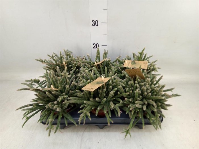 <h4>Rhipsalis baccifera subsp. horrida</h4>