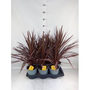 Cordyline austr. 'Red Star'