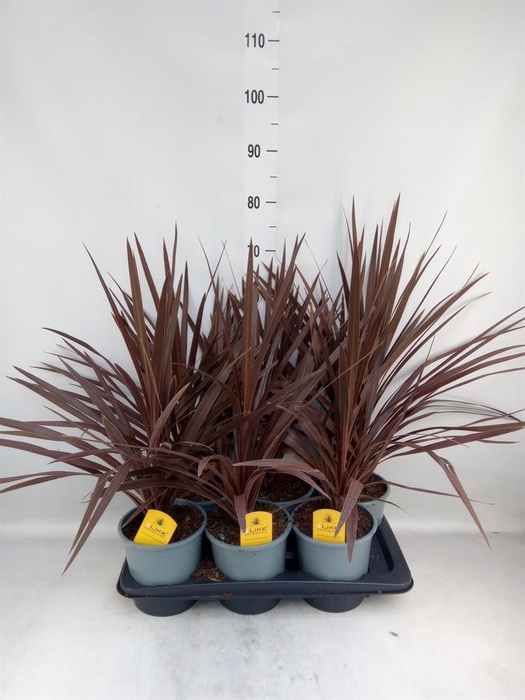 <h4>Cordyline austr. 'Red Star'</h4>