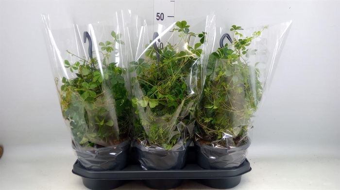 <h4>Parthenocissus  'Sugar Vine'</h4>
