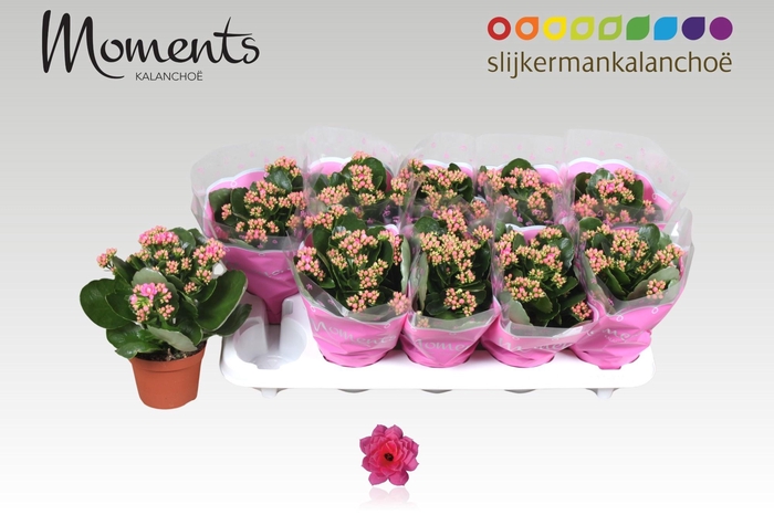 <h4>KAL GE SEREN PINK</h4>