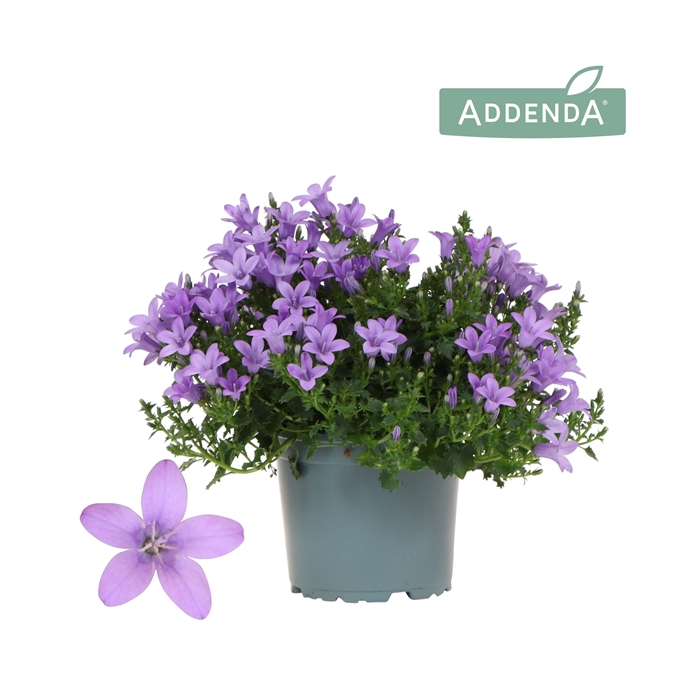 <h4>Campanula Addenda Ambella lavender</h4>