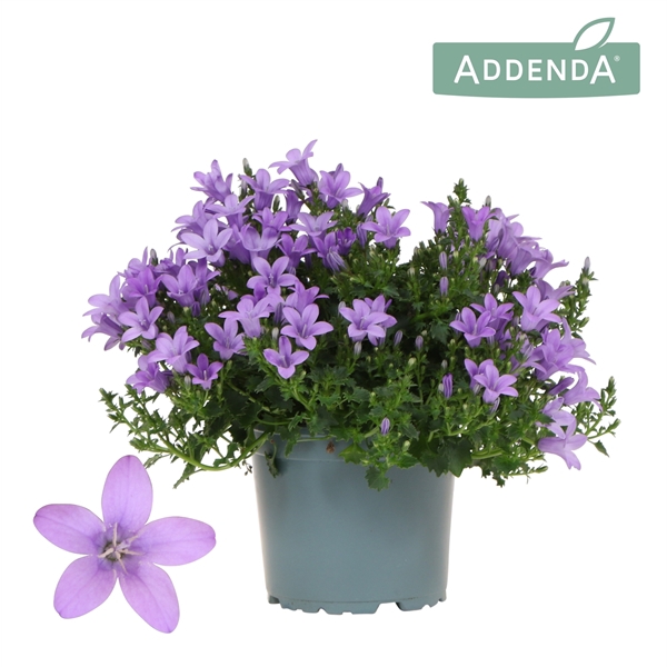 <h4>Campanula Addenda Ambella lavender</h4>