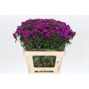 Dianthus Br Amazon Neon Purple