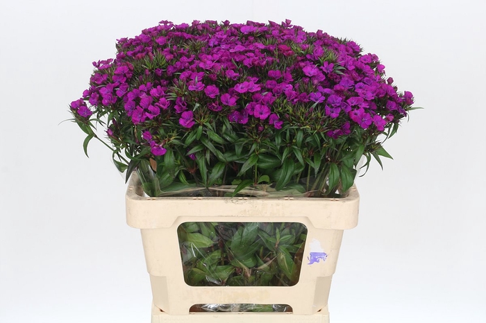 <h4>Dianthus Br Amazon Neon Purple</h4>