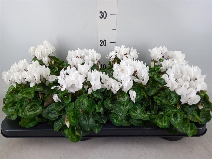 <h4>Cyclamen KL 'Compact'</h4>