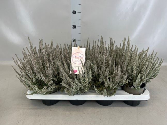 <h4>Calluna vulg. 'Garden G Fluffy'</h4>