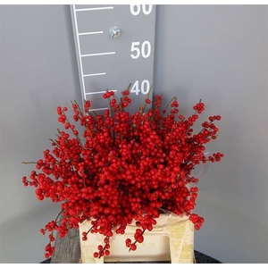 Ilex Vert Berry Red 40cm Dolder Extra