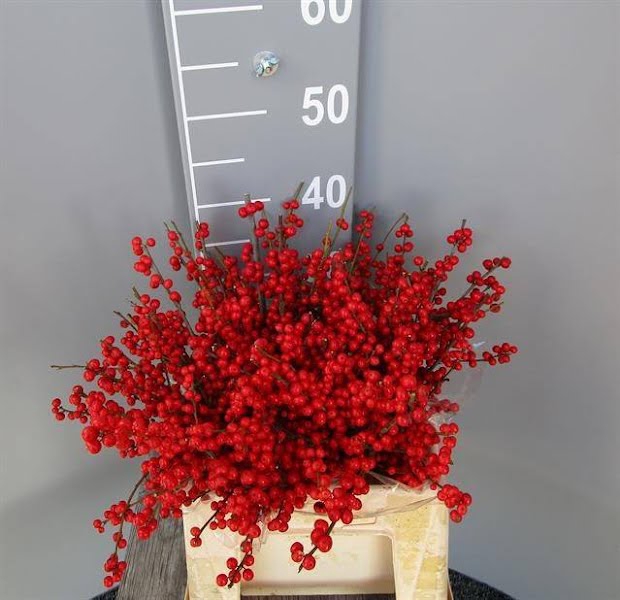 <h4>Ilex Vert Berry Red 40cm Dolder Extra</h4>